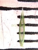  Sessile spikelet - Lower Glume (Inner View)-2-keeled